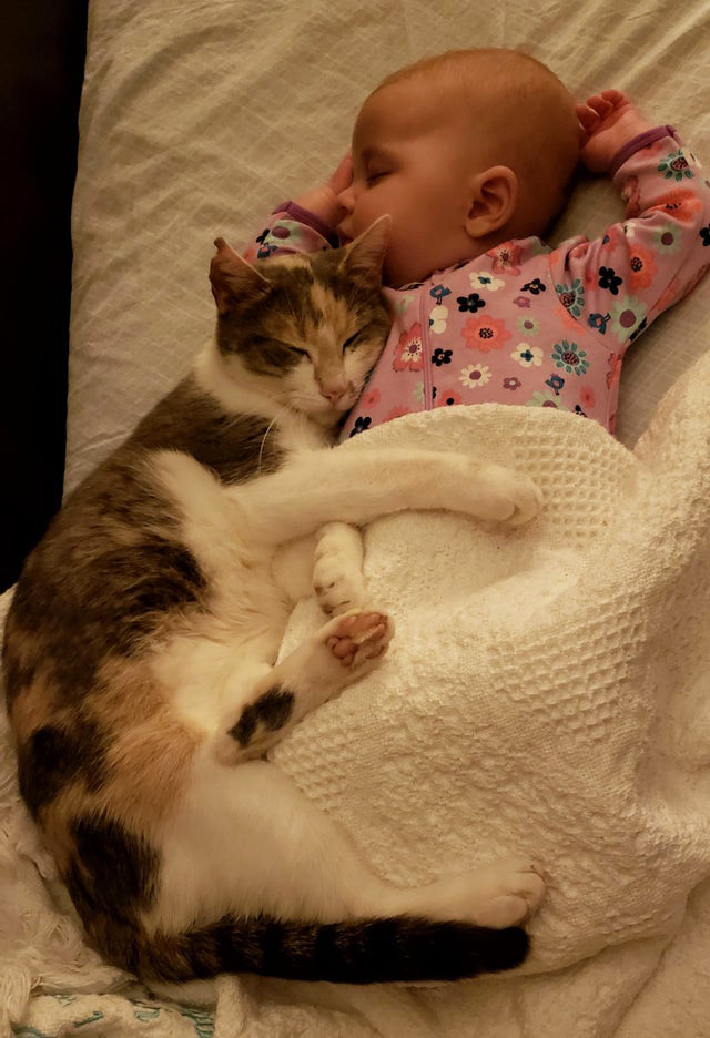 Cat naps with baby