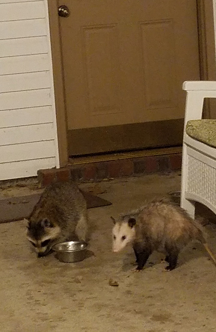 This Raccoon And Opossum Travel And Eat Cat Food Together