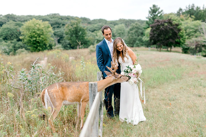 deer photobombs wedding