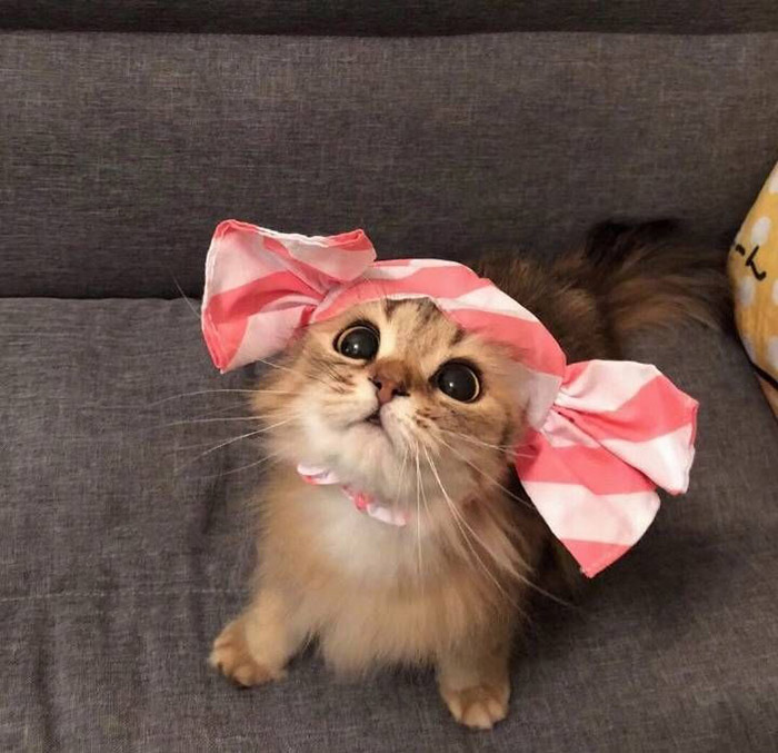 kitten fashion show