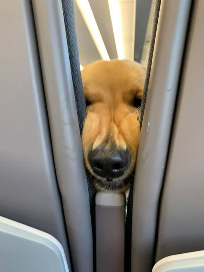 dog makes faces on a plane