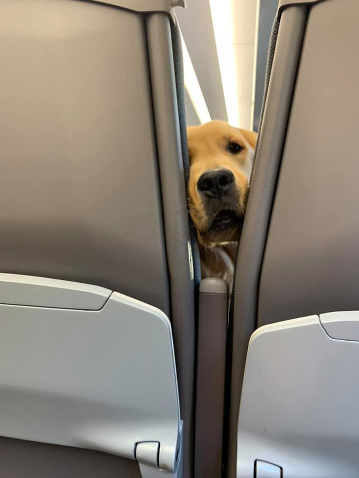 dog makes faces on a plane