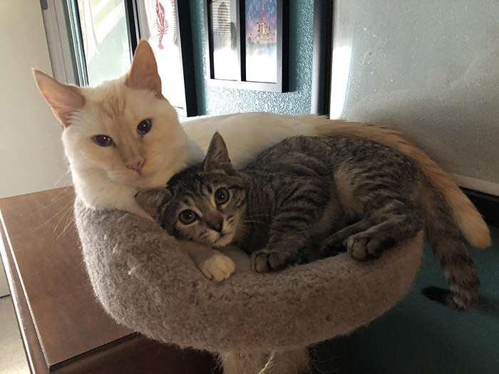 cat and new kitten