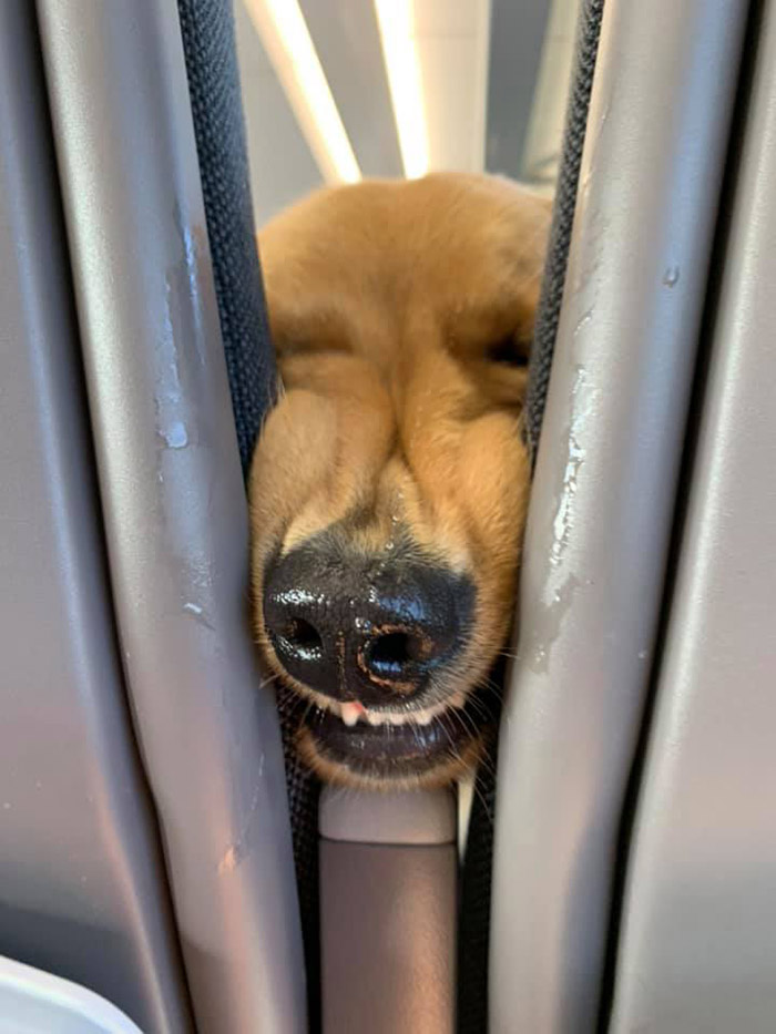 dog makes faces on a plane