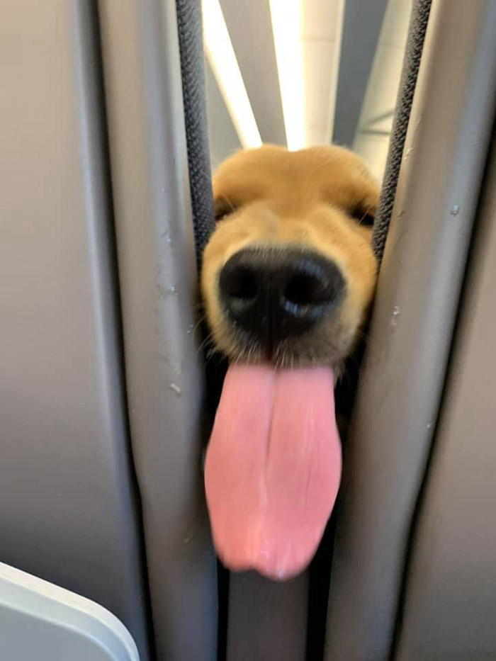 dog makes faces on a plane