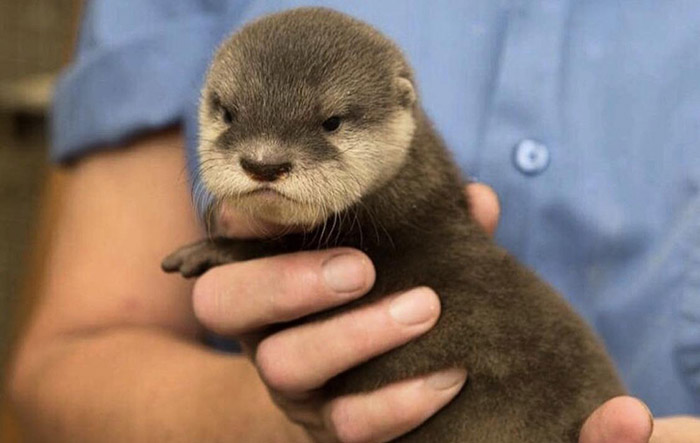 angry otter