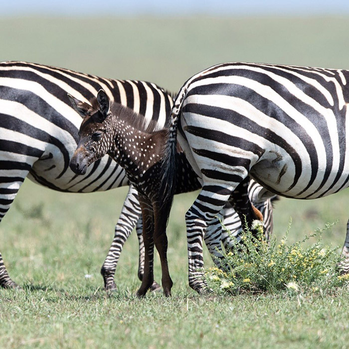 polka dot zebra