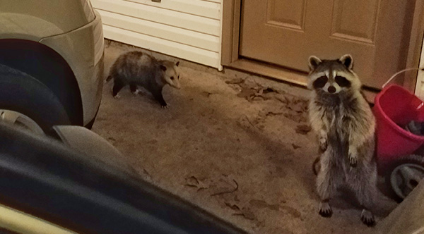 This Raccoon And Opossum Travel And Eat Cat Food Together