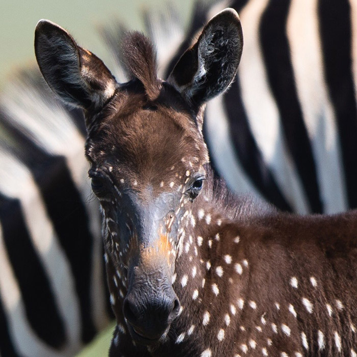 polka dot zebra