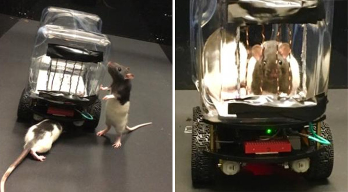 rats driving cars