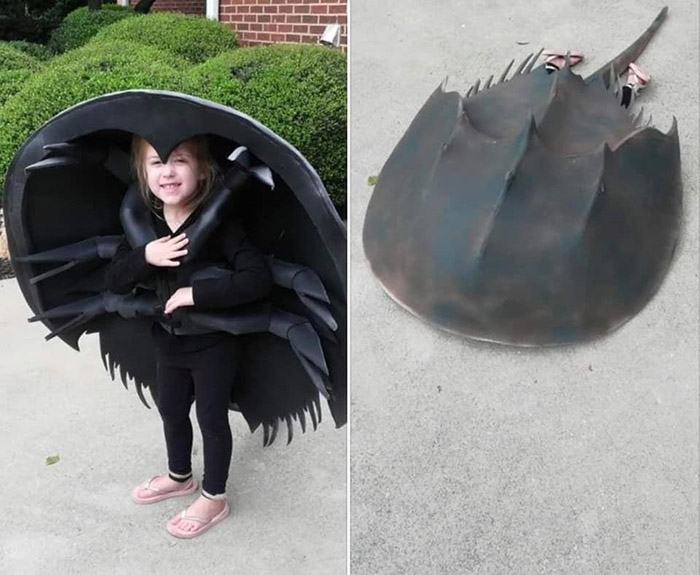 This amazing Horseshoe Crab Halloween costume