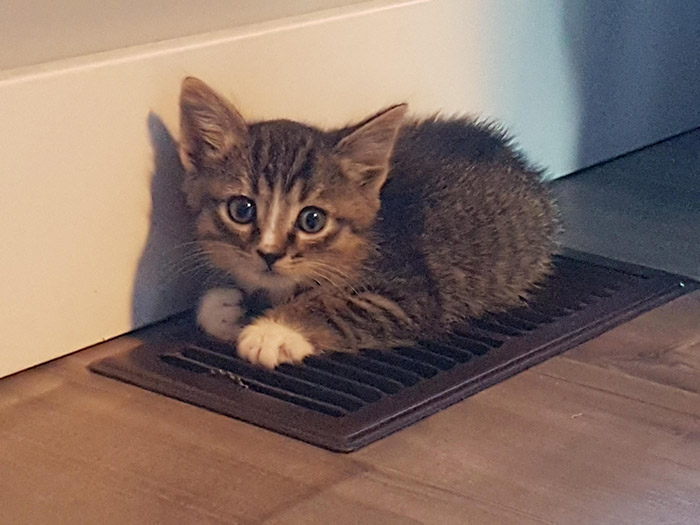 69rhc-cat-found-heat-vent.jpg