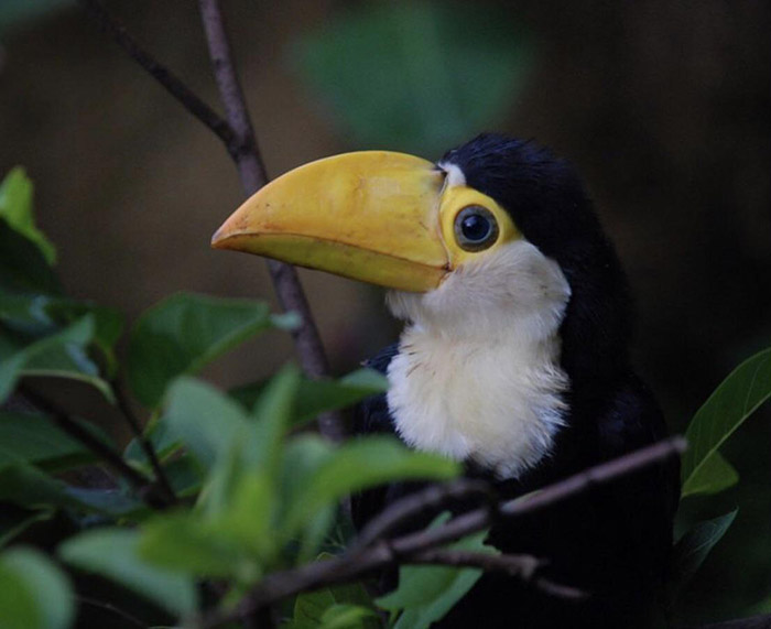 6bb4p-smiling-baby-toucan.jpg