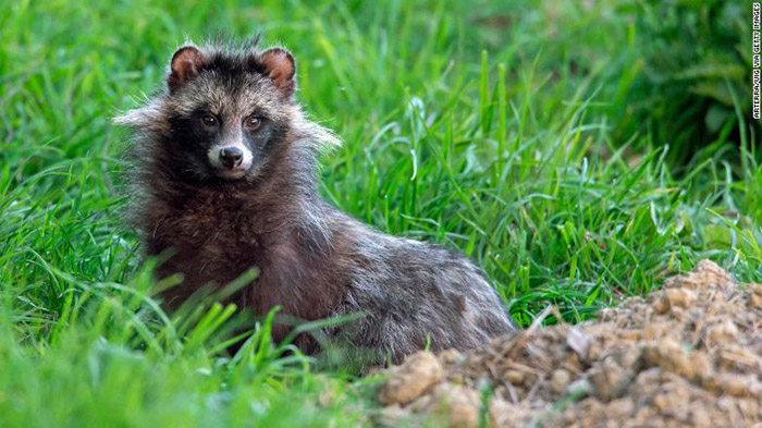 raccoon dog