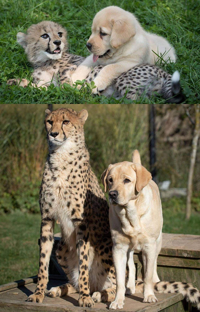 dog and cheetah friends