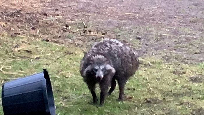 raccoon dog