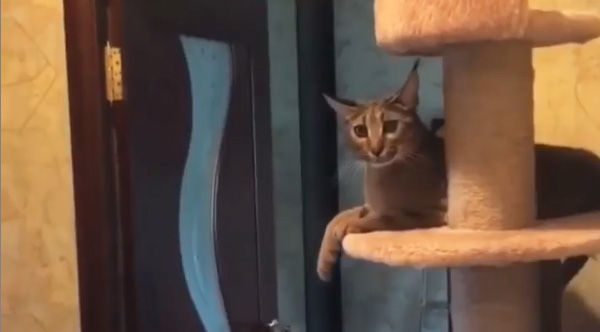 Comedian Adds Hilarious Voice-Over To Cat Slapping People Who Walk By Comedian Adds Hilarious Voice-Over To Cat Slapping People Who Walk By