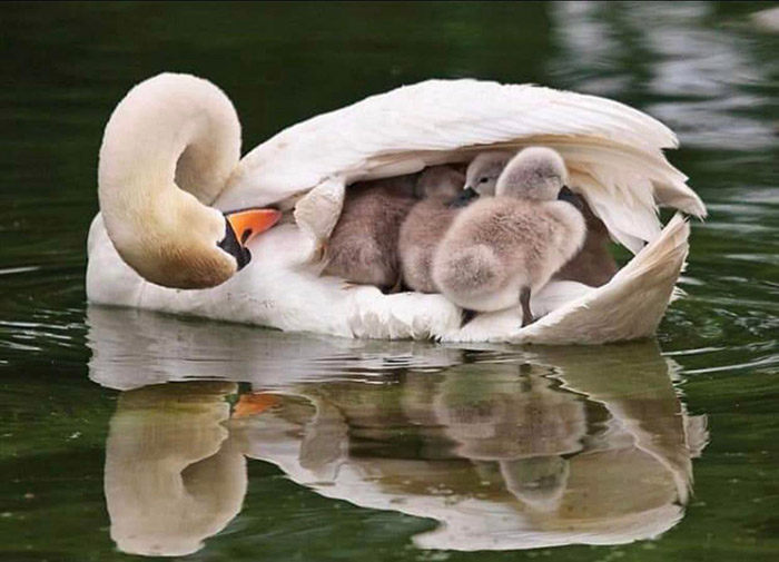 ey79n-swan-boat.jpg