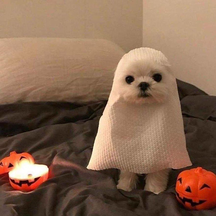gci9j-dog-preparing-for-halloween.jpg
