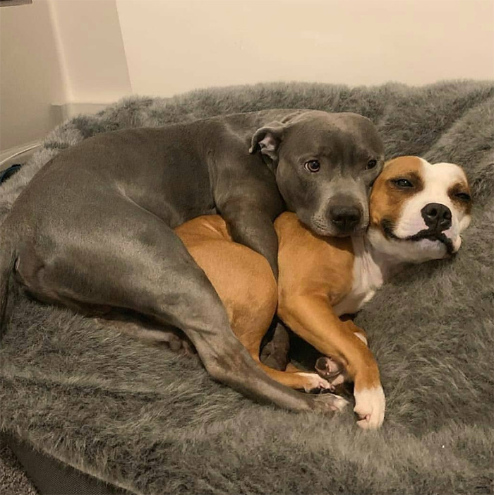 dogs cuddling and smiling