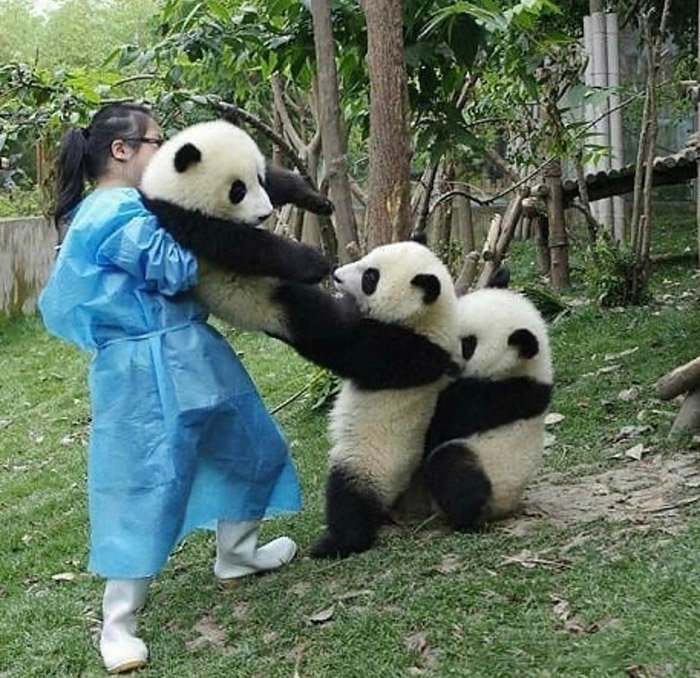 kr7or-funny-panda-picture.jpg