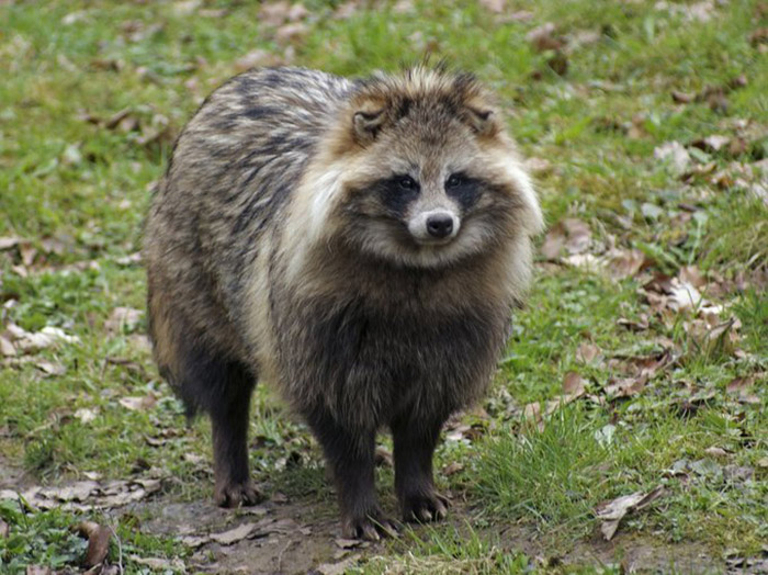 raccoon dog