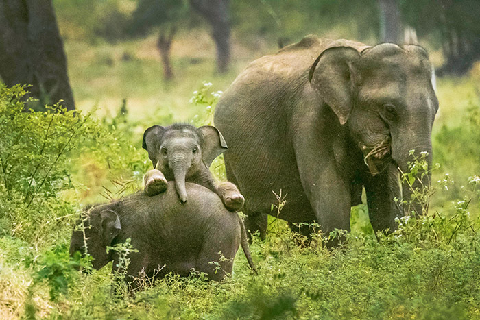 Elephant family at Yala National Park