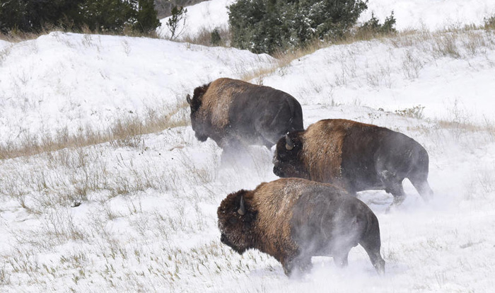bison in badlands