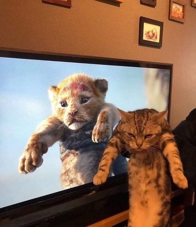 cat funny lion king impression