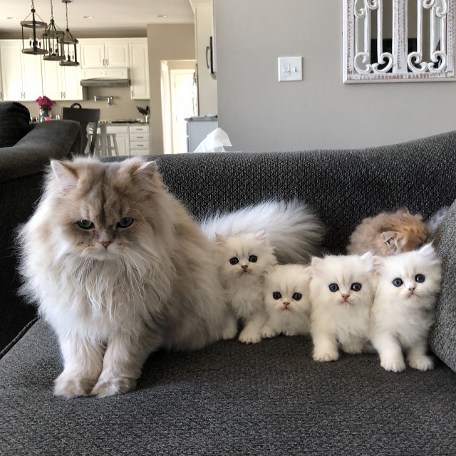 cat family