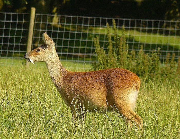 fang deer