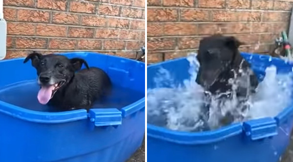 Dog Loves Going 'Swimming' In His Little Tub