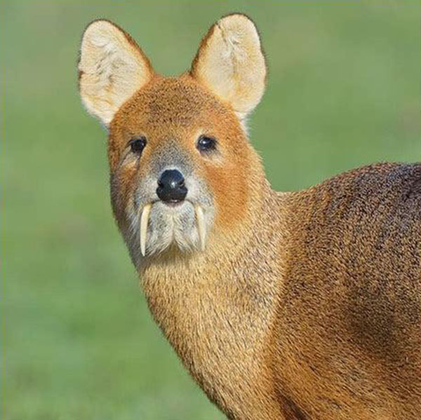 deer with fangs