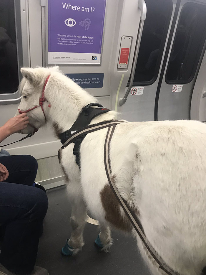 This mini horse service animal on a train