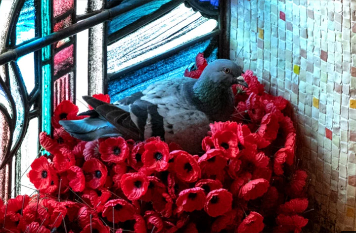 pigeon steals flowers to build home war memorial