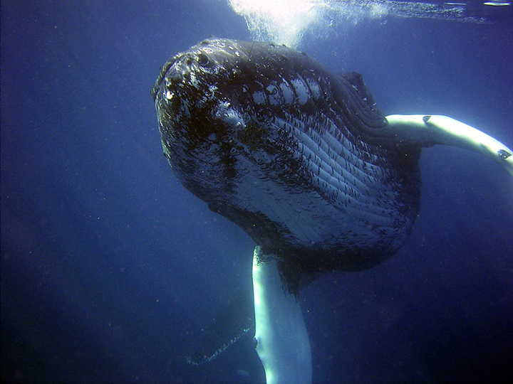 humpback whales thriving