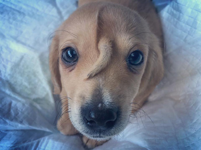 dog with tail on head