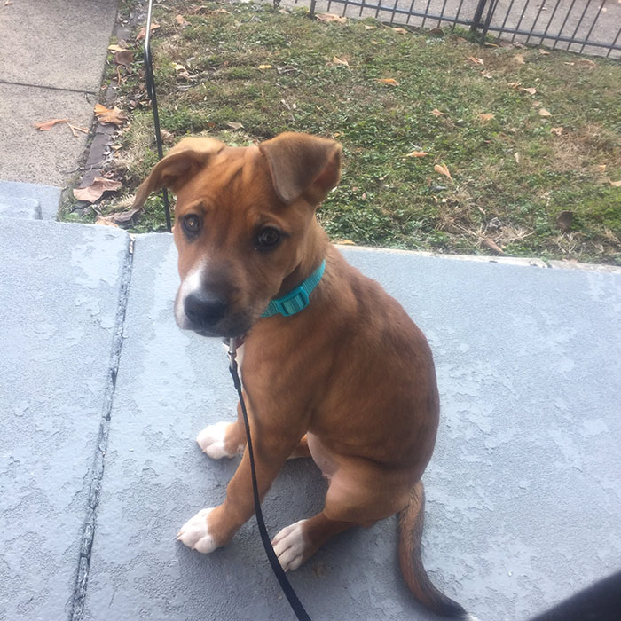winnie the dog foster mom