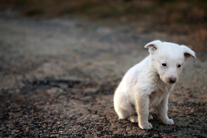 trump signs animal cruelty bill