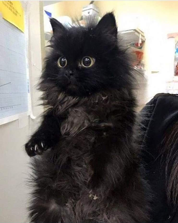 Adorable black kitten