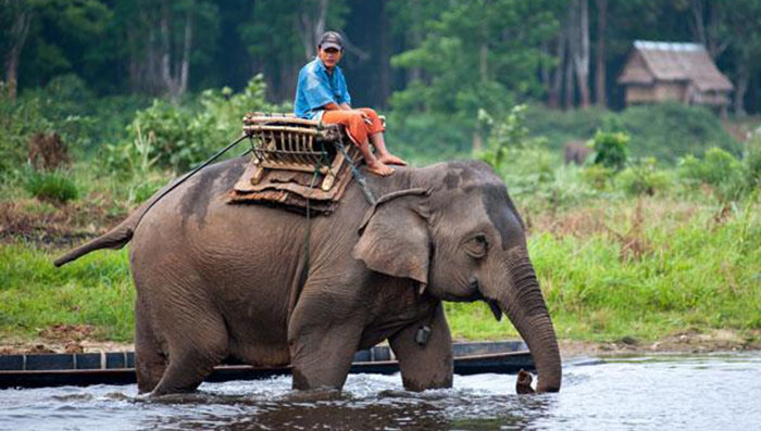 cambodia to ban elephant rides