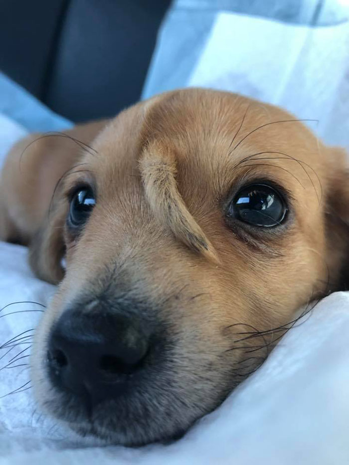 dog with tail on head