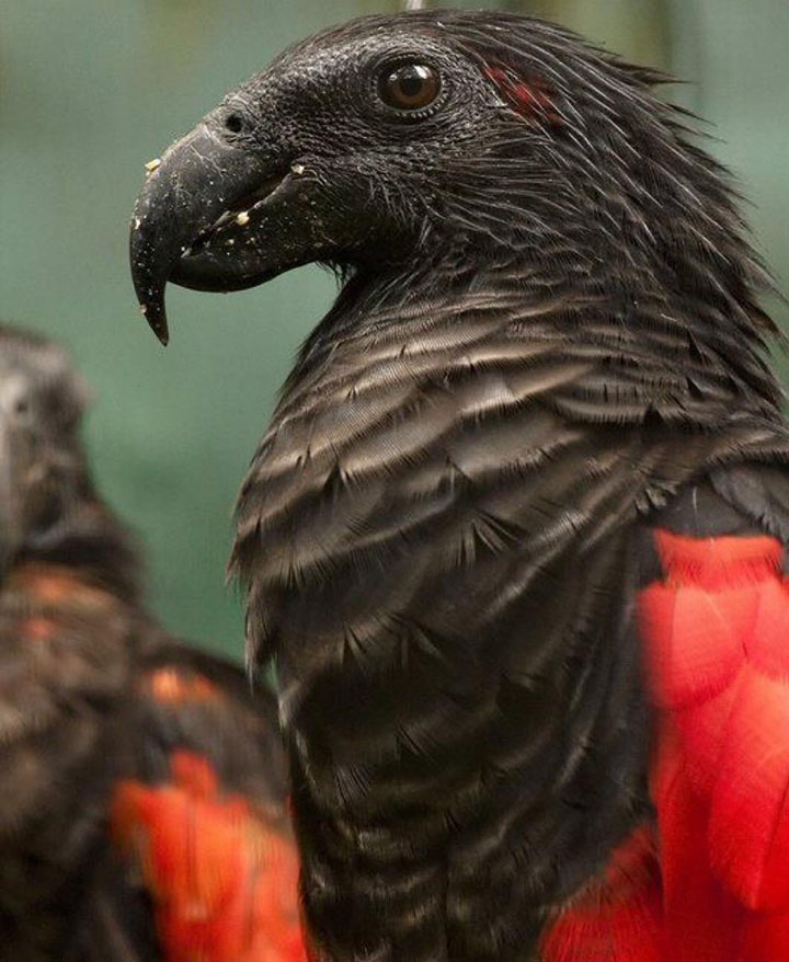 dracula parrot