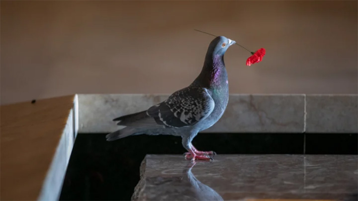 pigeon steals flowers to build home war memorial