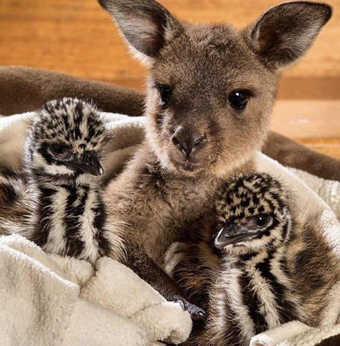 n8y4z-baby-emus-and-a-kangaroo.jpg