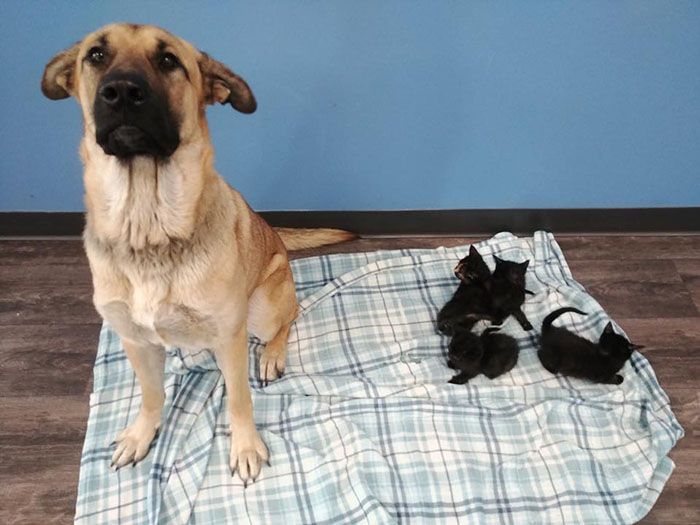 stray dog protecting kittens