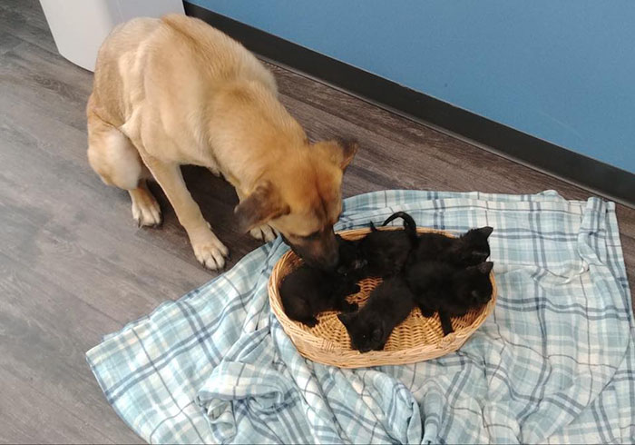 stray dog protecting kittens