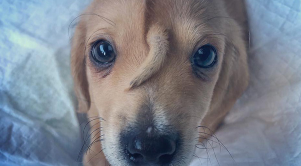 Meet Narwhal - The Puppy With A Tail On His Face