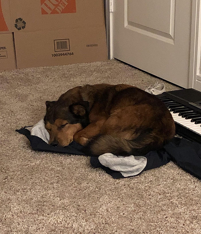 Dog chooses to sleep on owner's jacket over bed