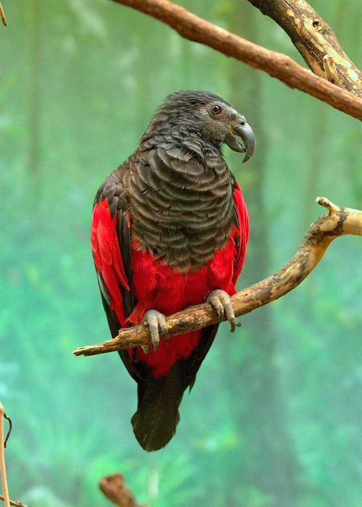 dracula parrot